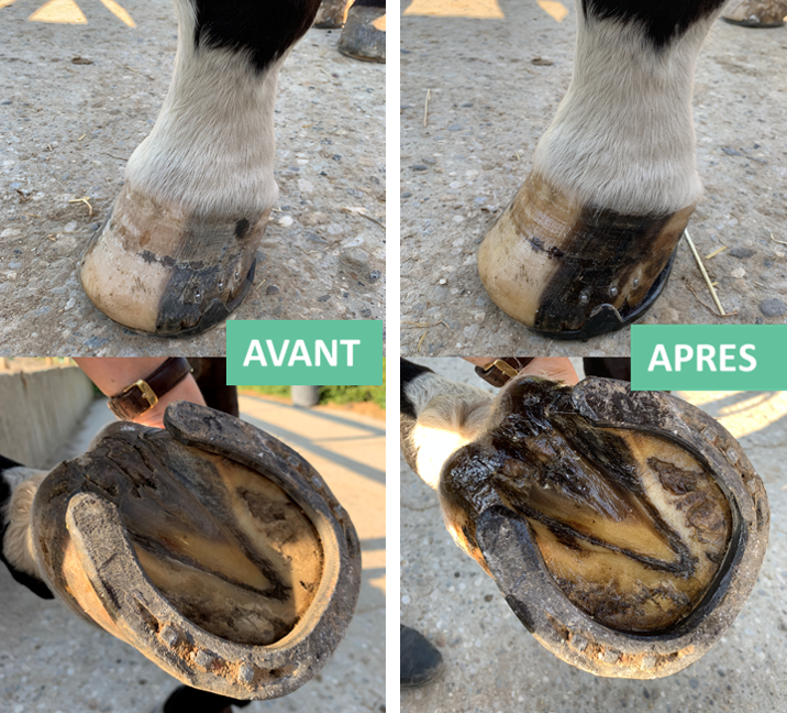 Ekin onguent sabot sec pour chevaux d'équitation